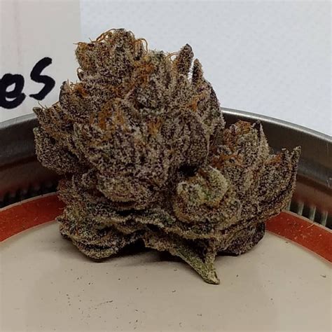 gucci berries strain|gucci og strain review.